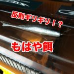 困り果てて餌釣りにシフトか！？