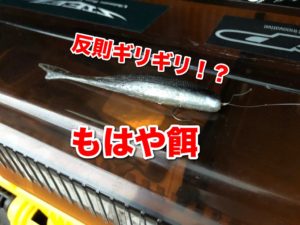 困り果てて餌釣りにシフトか！？