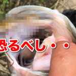 恐るべし〇〇〇リグサイト