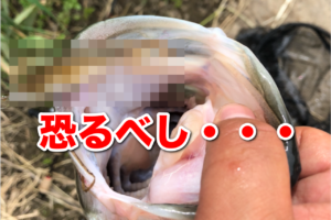 恐るべし〇〇〇リグサイト