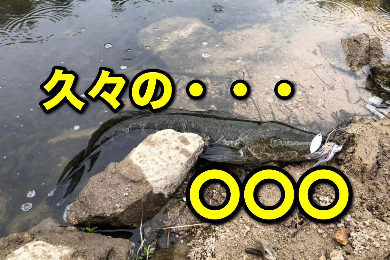 ２０１８年６月５日白竜湖（水温22度、雨）