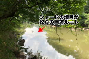 「シェード」「日向」「表水温」が今日のキーワード