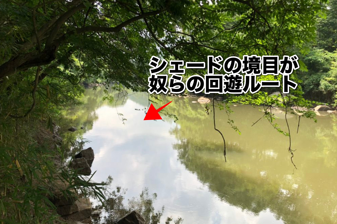 「シェード」「日向」「表水温」が今日のキーワード