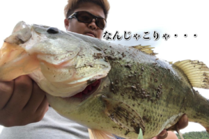 【速報】ブルフラットでフットボール体型の豚バス捕獲！