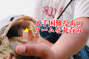 沖のピンスポットでラインが強烈に弾かれた・・・