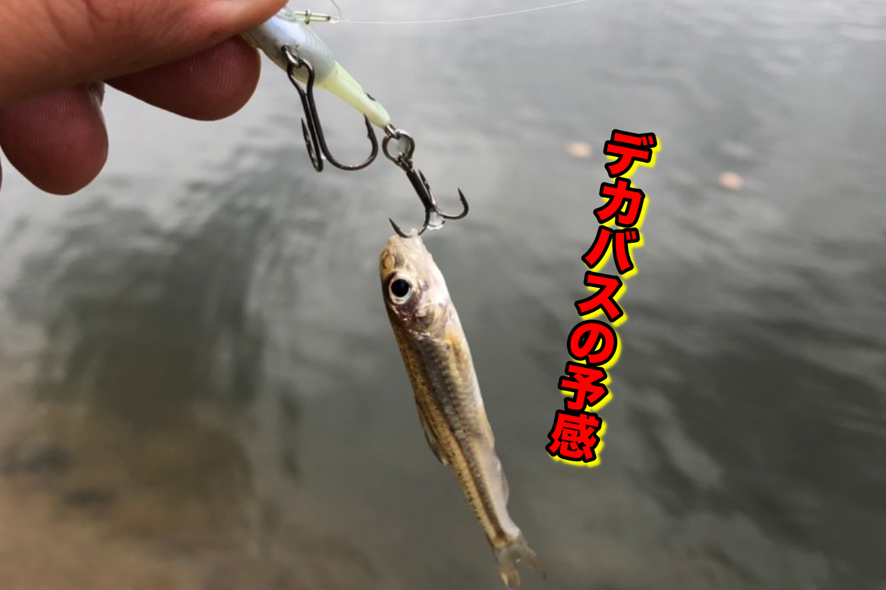 水温１４度の曇り空でマグナムは出るのか！？