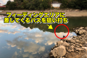 秋の深まる白竜湖にビッグワンを求める！