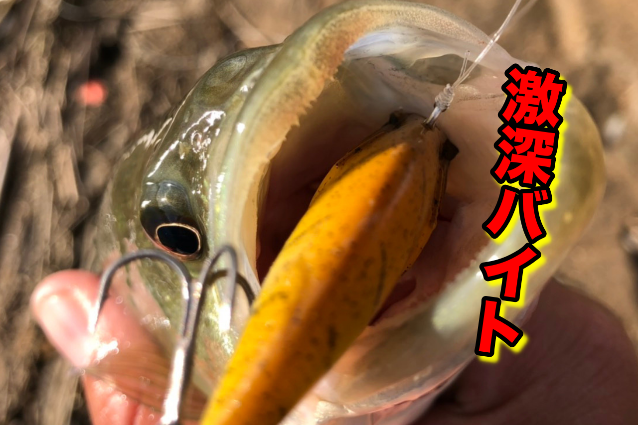 昨日のリベンジに燃える白竜湖釣行