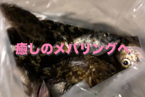 初場所『木材港』でメバリング