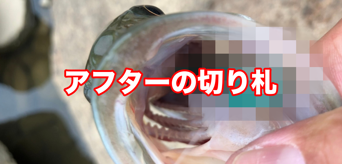 アフター狙いの白竜湖釣行