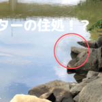 白竜湖の最上流でサイト勝負