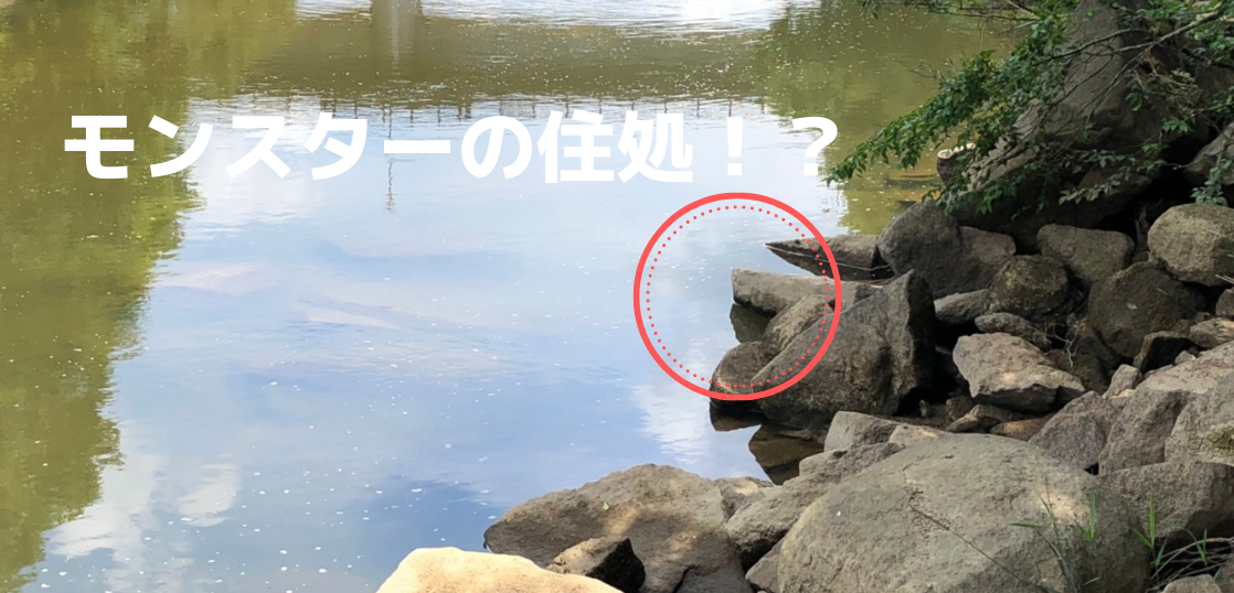 白竜湖の最上流でサイト勝負