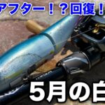 プリ！？アフター！？回復！？気難しい5月の白竜湖釣行