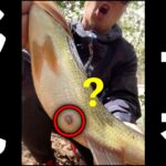 春の野池を攻めてみたらラッシュ!でミス連発...