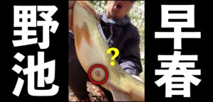 春の野池を攻めてみたらラッシュ！でミス連発...