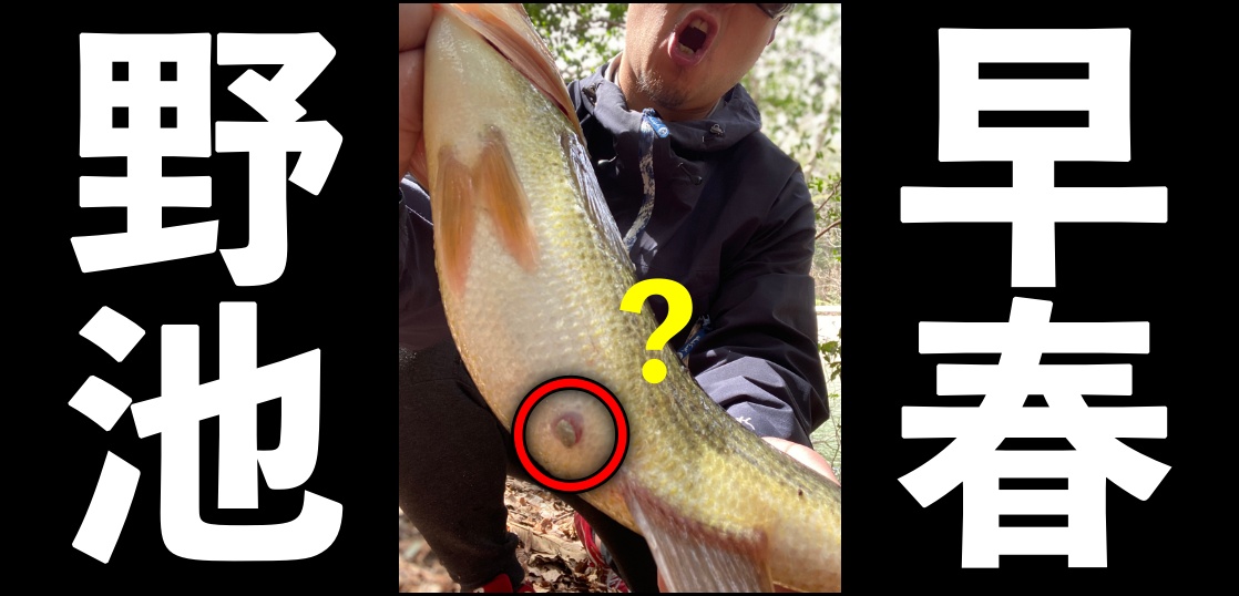 春の野池を攻めてみたらラッシュ！でミス連発...