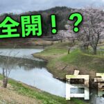 春全開！？福富ダム&白竜湖へプリスポーンを求めて！