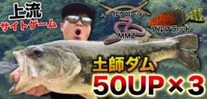 梅雨入り前の土師ダムへ!サイトゲームで50UP連発?癖ありワームに好反応〜