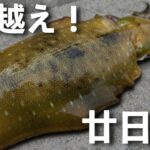 廿日市エギング釣行！潮通しの良いエリアをランガンで連発！？