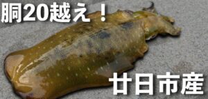 廿日市エギング釣行！潮通しの良いエリアをランガンで連発！？