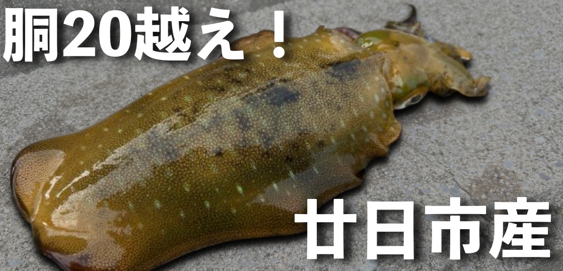 廿日市エギング釣行!潮通しの良いエリアをランガンで連発!?