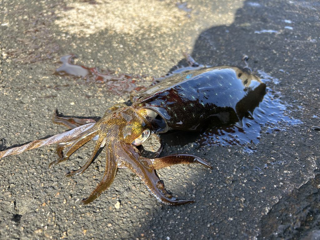 ラインフリーのドリフトで抱いてきました