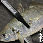 倉橋アジングで「尺アジ」降臨！地図から探るランガン釣行