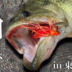 春の東広島野池を攻略！？神のスピナベが今年も爆発