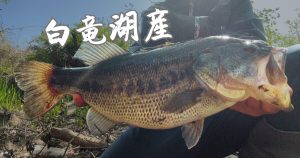 大型バスを求めて白竜湖へ!代掻きによる濁りとタフコン?最終奥義はあのワーム