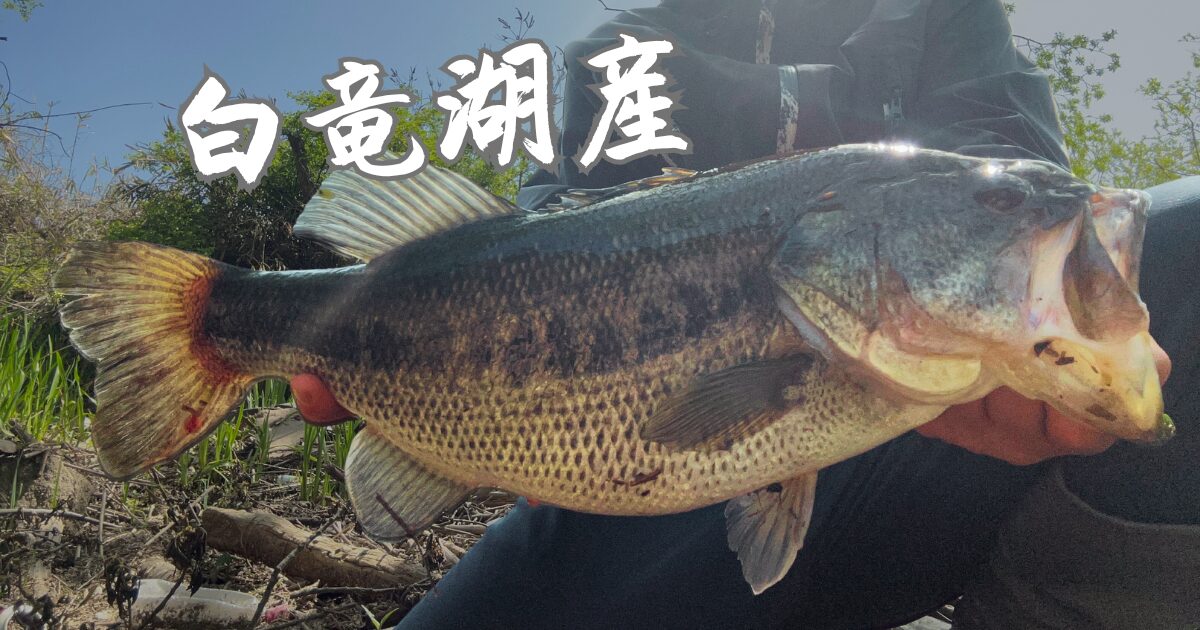大型バスを求めて白竜湖へ！代掻きによる濁りとタフコン？最終奥義はあのワーム