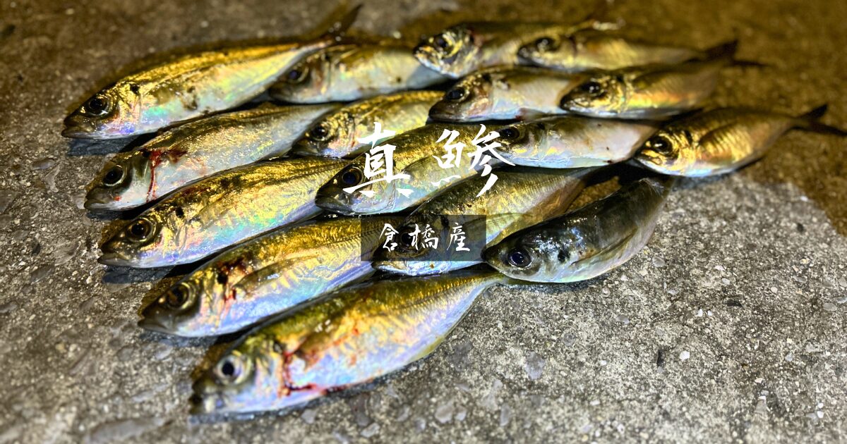 倉橋島アジング｜音戸から南下し、1年ぶりに師匠再会！