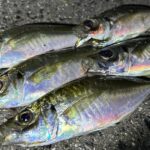 晩秋アジング｜サイズUPを期待し、倉橋島エリアを調査