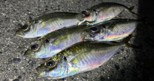 晩秋アジング｜サイズUPを期待し、倉橋島エリアを調査