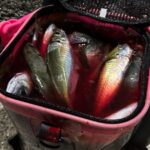 広島アジング｜エステル0.4にまさかの大物がヒット！